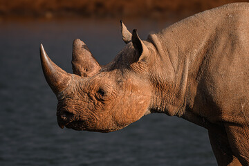rhino in the water