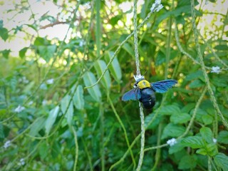 Xylocopa latipes is a type of black broad-armed carpenter bee. the color is black, the wings are bluish. sucking honey from plant flowers.