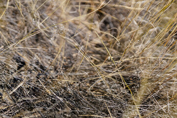 Dry grass, cacti, desert plants close-up