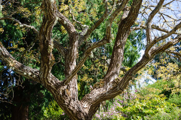Obraz premium Spring beauty in this Japanese Garden in the Pacific Northwest garden where the flowers glow, bees buzz and water ripples.
