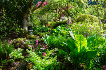 Spring beauty in this Japanese Garden in the Pacific Northwest garden where the flowers glow, bees buzz and water ripples.