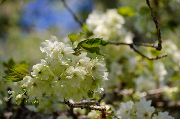 Spring beauty in this Japanese Garden in the Pacific Northwest garden where the flowers glow, bees buzz and water ripples.