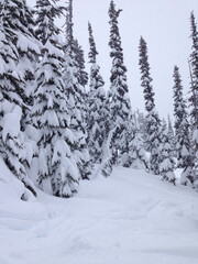 Vertical view of snow covered trees and deep powder on the ski slopes of Whistler Blackcomb in the winter