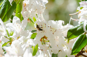 Spring beauty in this Japanese Garden in the Pacific Northwest garden where the flowers glow, bees buzz and water ripples.