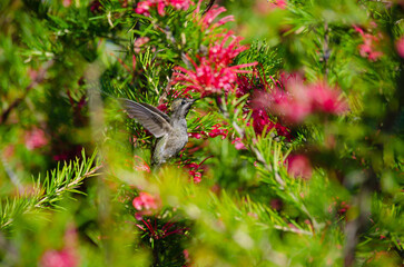 Springtime brings out the flowers and Anna's Hummingbirds (Calypte anna) in the Pacific North West