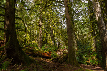 A coastal & forest scene at Vancouver Island's East Sooke Park where the Pacific Ocean meets...