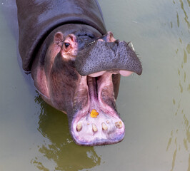 A huge hippopotamus in the water opens its mouth with sawed-off fangs. Wild animals in their natural habitat. African wildlife. Amphibian. Hippos - The largest mammals in the world