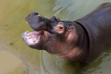 A huge hippopotamus in the water opens its mouth with sawed-off fangs. Wild animals in their...