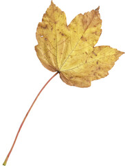 Digital png photo of yellow leaf on transparent background