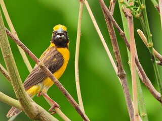 Sure! Yellow-billed toucan and green-winged macaw in a vibrant jungle setting