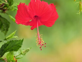 Red hibiscus and poppy flowers in garden.