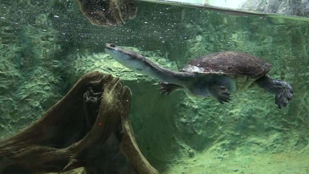水中を泳ぐマコードナガクビガメのクローズアップ  4K  2023年11月15日 広島市安佐動物公園にて