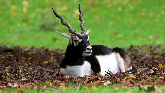 Male blackbuck chewing food while resting on dry leaves in the woods during daytime