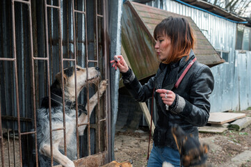 Dog at the shelter. Animal shelter volunteer takes care of dogs. Animal volunteer takes care of homeless animals.