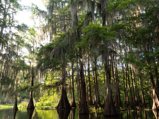Forest of Bald Cypress Trees in a Louisiana Swamp