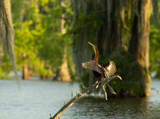 Sunlit Anhinga Perched on a Branch Drying Its Wings in Louisiana