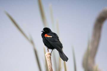 red winged blackbird