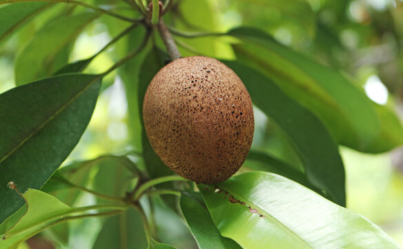 Closeup of a Sapodilla Fruit Ripening on the Tree