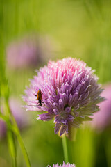 Chive flowers in the garden