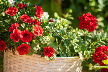 red flowers in the pot