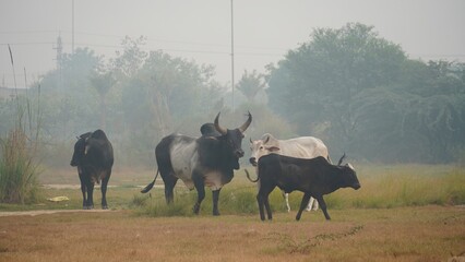 a cow and black cows together on ground at morning
