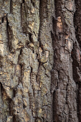 Obraz premium Deciduous tree bark. Textural background