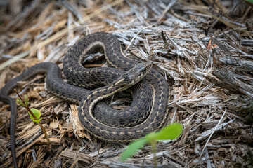 snake in the grass