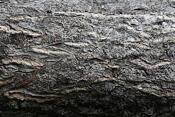 Deciduous tree bark. Textural background