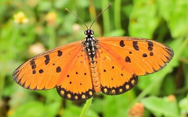 butterfly on a flower