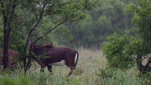 A big sable cow in the rain
