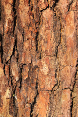 Obraz premium Deciduous tree bark. Textural background