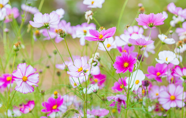 Pink cosmos blooming in an autumn field.