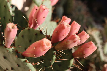 kaktus Opuncja macrorhiza  kwiat żółty