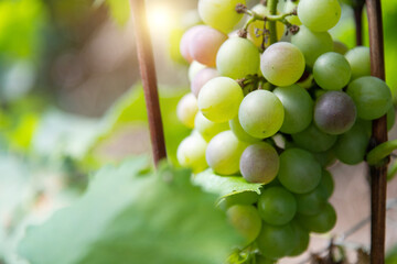 Green grapes on the vine