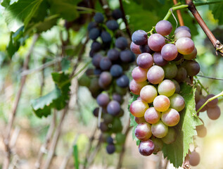 Purple grapes on the vine