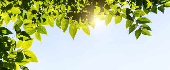 Obraz premium Background of beautiful green leaves