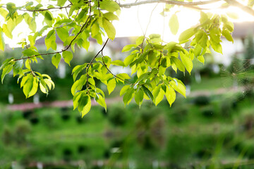 Background of beautiful green leaves