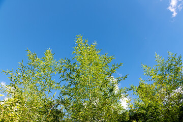 Bamboo trees under blue sky