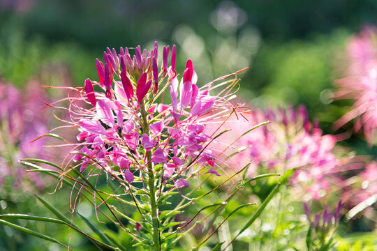 Background of pink spider flower