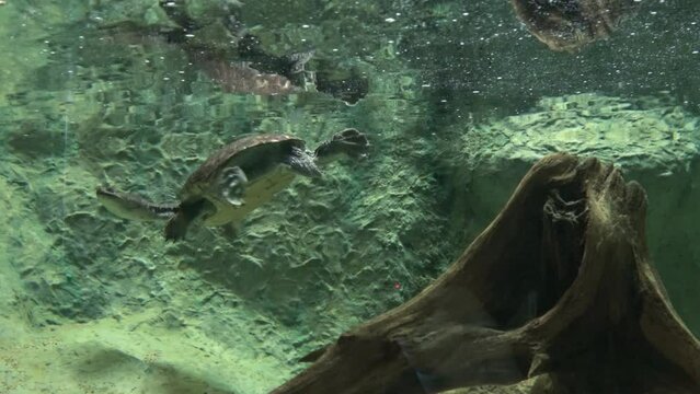 Closeup shot of the Roti Island snake-necked turtle, McCord's snakeneck turtle swimming underwater. 4K