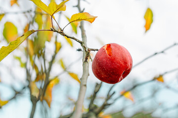 red apples on a branch