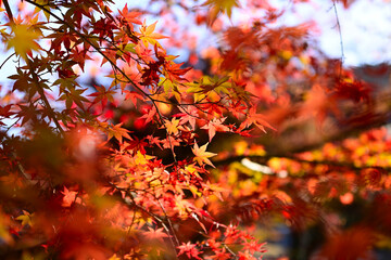 曽木公園の紅葉