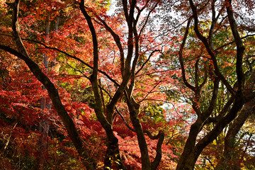 曽木公園の紅葉
