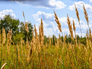 grass and sky