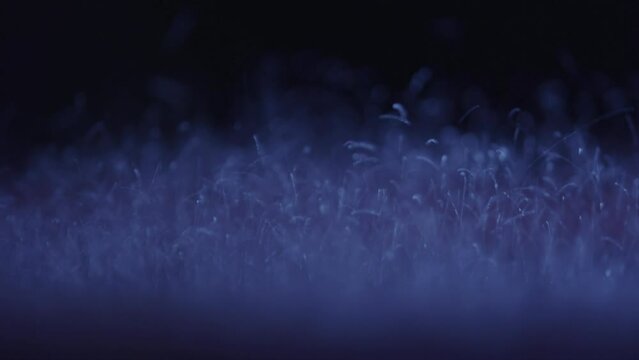 Blue particles shaking on a dark background