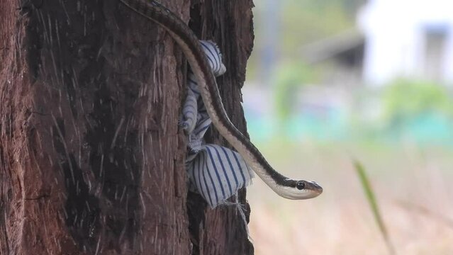 Common Bronzeback Tree Snake . looking for food .