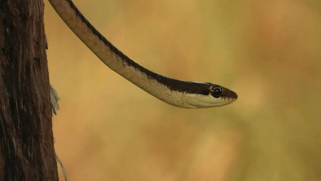 Common Bronzeback Tree Snake .