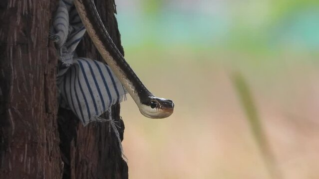 Common Bronzeback Tree Snake Looking in camera .