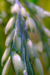 Macro Photography. Plants Close up. Macro shot of rice grains from the rice plant (Oryza sativa). Detailed and macro photos of rice grains, unripe rice grains. Shot in Macro lens