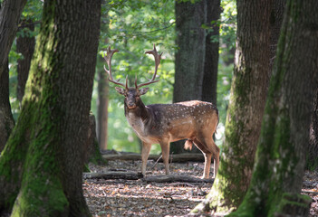 Dama dama and an important period of the year, the female rut.